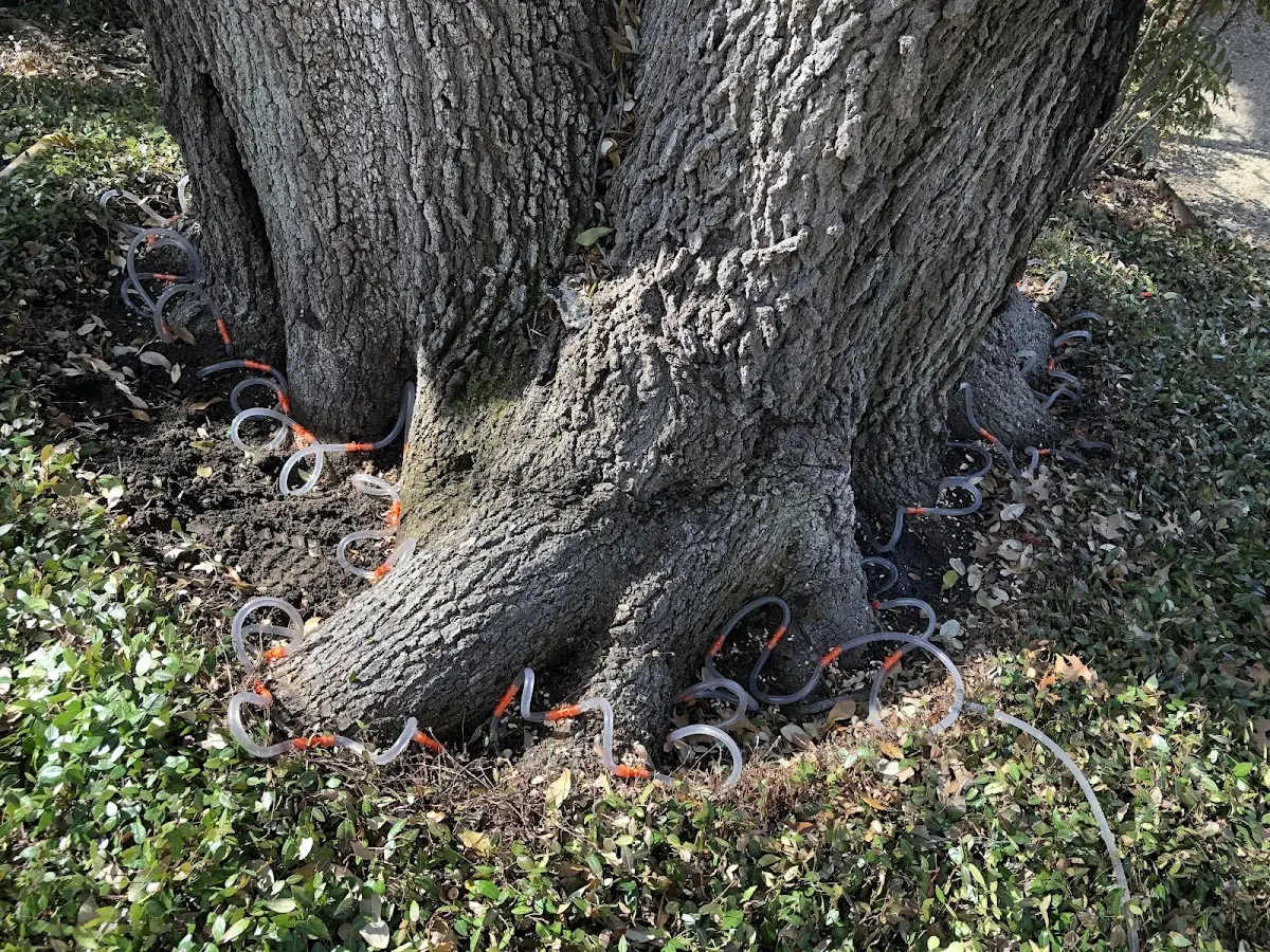 Detailed Tree Cabling and Bracing job site in Lincolndale