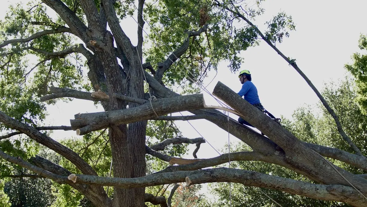 Professional Hazardous Tree Removal performed by certified arborists in Lincolndale