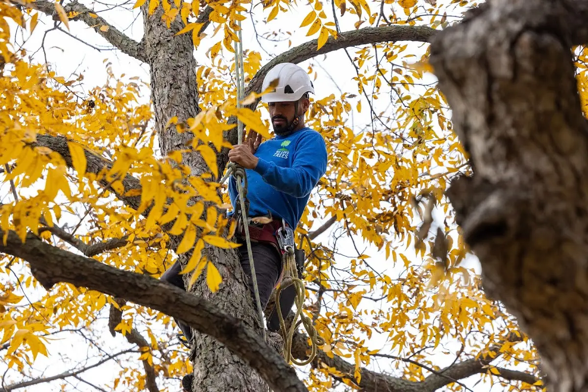 Skilled Tree Transplanting crew working in Lincolndale