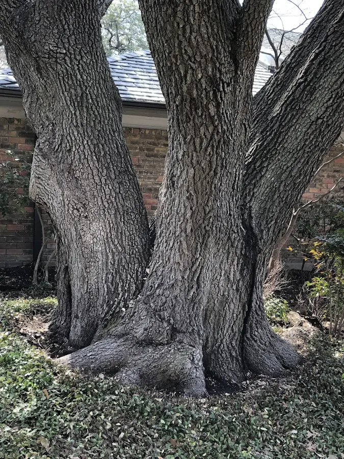Mature heritage tree close to a Lincolndale property cared for by certified arborists